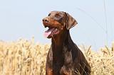 DOBERMANN 1020